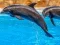 Spel Sea Dolphin Jigsaw online
