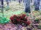 Spel Bernati Forest Adventure online