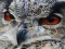 Spel Wild owl Jigsaw online