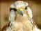 Spel Gyrfalcon Jigsaw online