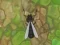 Spel Antwar.io online