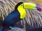 Spel Toucan Bird Jigsaw online