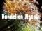 Spel Dandelion Jigsaw online