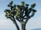 Spel Winter Squirrel Escape online