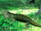 Spel Lizard Forest Escape online