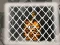 Spel Tiger Escape 1 online