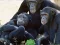 Spel Funny Chimpanzee Jungle Escape online