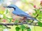 Spel Hidden Spots Birds online