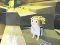 Spel Kogama: Adventure online