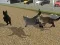 Spel Run Cat Cat Race online