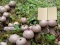 Spel Lycoperdon Mushroom Land Escape online