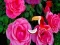 Spel Precious Rose Escape online