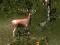 Spel Sniper Hunting Deadly Animal online