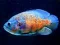 Spel Tiger Fish Jigsaw online
