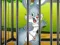 Spel Rabbits Carrot Conundrum online