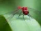 Spel Dragon Fly Jigsaw online