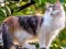 Spel Rotate Puzzle - Cats and Dogs online