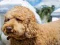 Spel Labradoodle Jigsaw online