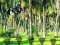 Spel Rescue Tasmanian Tiger online