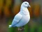 Spel Realistic Pigeon Rescue online