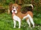 Spel Flower Garden Dog Escape online