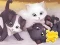 Spel Jigsaw Puzzle: Playing Cats online