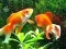 Spel Blue Fish Escape online