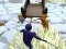 Spel Odo vs Murasakino online