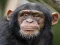 Spel Chimpanzee Jigsaw online