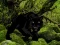 Spel Escape from Black Panther Forest online