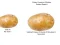 Spel Potato Construct 2 Edition online