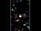 Spel Pop Ball online