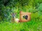 Spel Return To Alsunga Forest online