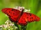 Spel Nature Jigsaw Puzzle Butterfly online