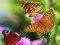 Spel Butterfly Slide online