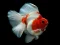 Spel Gold Fish Jigsaw Puzzle online