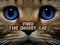 Spel Find the Ghost Cat online