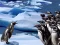 Spel Penguins Slide online