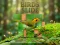 Spel Birds Slide online