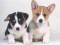 Spel Cute Puppies Puzzle online