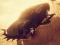 Spel Car vs Zombie Derby online