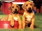 Spel Puppy Pairs Puzzle online