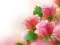 Spel Pink Roses online