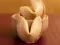 Spel Fortune Cookies online
