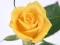 Spel Yellow Roses online