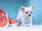 Spel Lovely Puppy Puzzle online