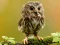 Spel Animal Hidden Stars online