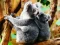 Spel Cute Baby Koala Bear online