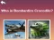 Spel Guess Brainrot online