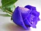 Spel Blue Roses online